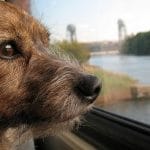 Viajes en tren con animales domésticos